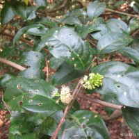 Combretum latifolium Blume
